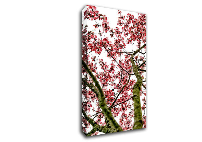 Pink Cherry Blossom Tree Canvas Wall Art