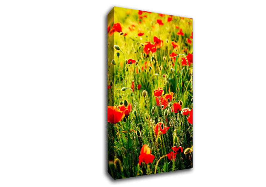 Poppy Field Sunlight Canvas Wall Art