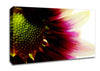 Petal Detail Canvas Wall Art