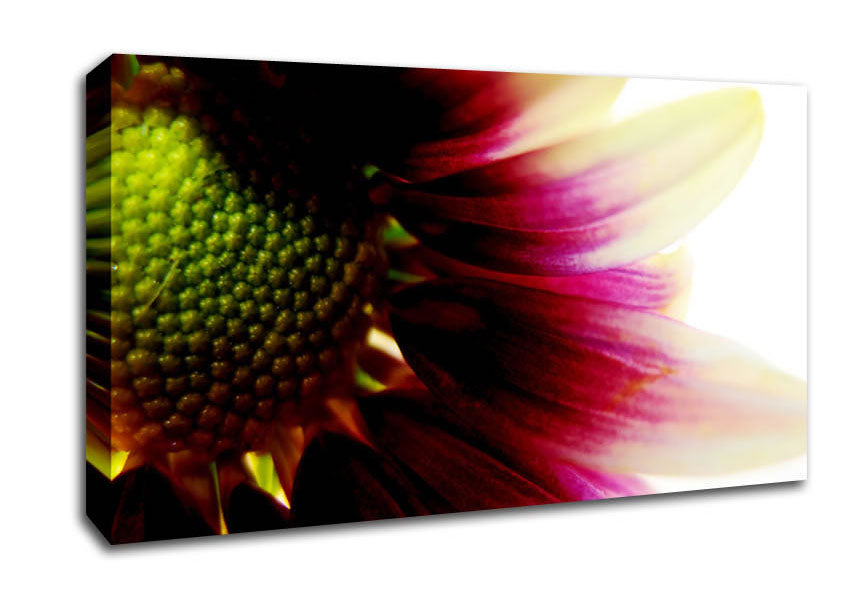 Petal Detail Canvas Wall Art