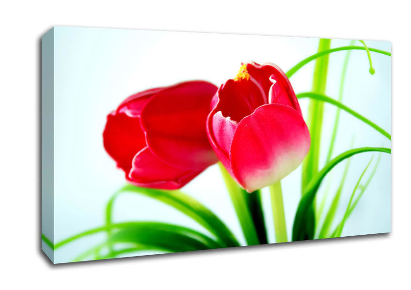 Pink Tulip Duo Canvas Wall Art