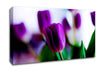 Purple Tulips Canvas Wall Art