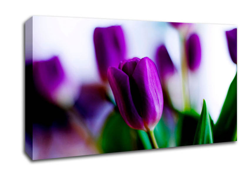 Purple Tulips Canvas Wall Art