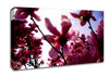 Pink Cherry Blossom In Sunlight Canvas Wall Art