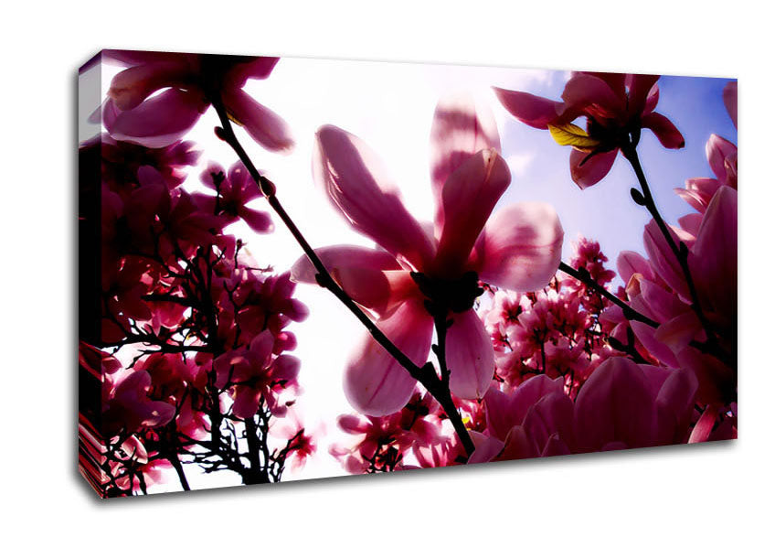Pink Cherry Blossom In Sunlight Canvas Wall Art