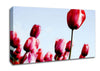 Pink Tulip March Canvas Wall Art