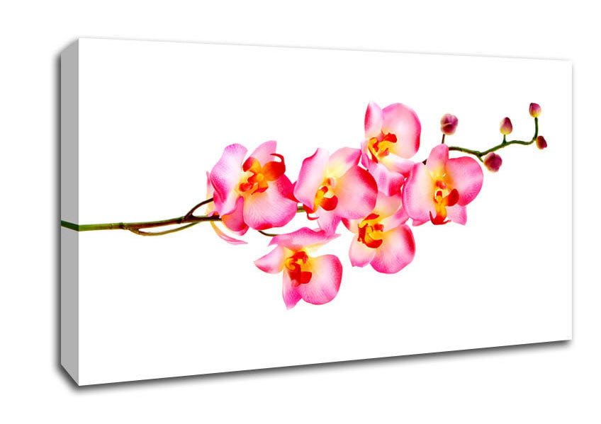Orchid Stem Beauty Canvas Wall Art