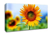 Morning Sunflower Canvas Wall Art