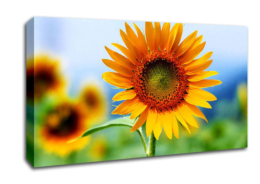 Morning Sunflower Canvas Wall Art