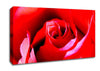 Pink Rose Bud Canvas Wall Art