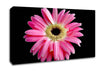 Pink Daisy On Black Canvas Wall Art
