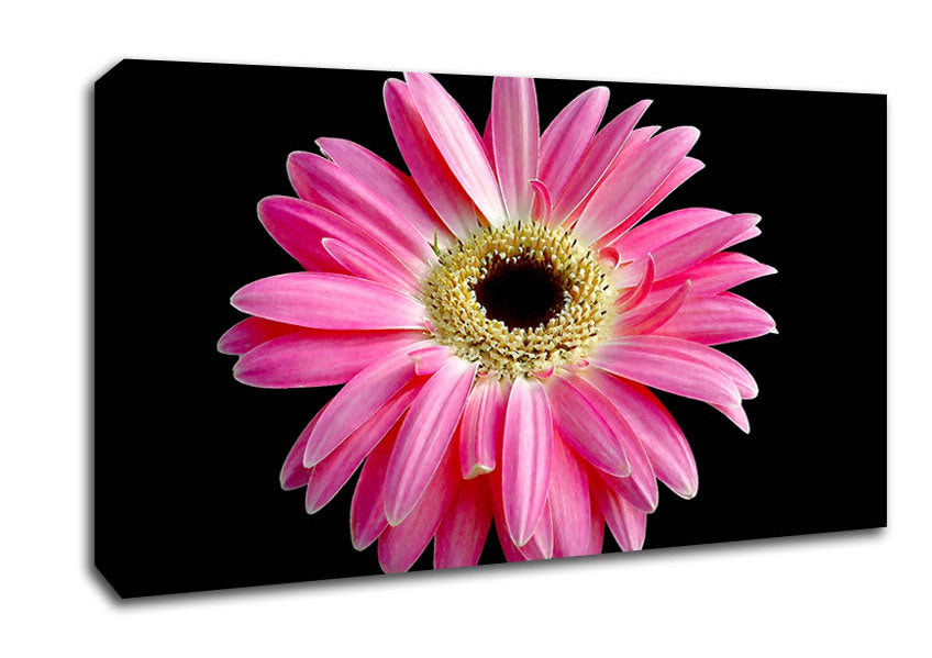 Pink Daisy On Black Canvas Wall Art
