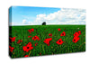 Poppy Fields On A Cloudy Day Canvas Wall Art