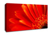 Orange On Orange Gerbera Petals Canvas Wall Art