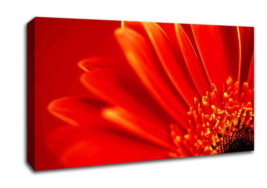 Orange On Orange Gerbera Petals Canvas Wall Art