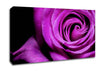 Purple Velvet Rose Canvas Wall Art