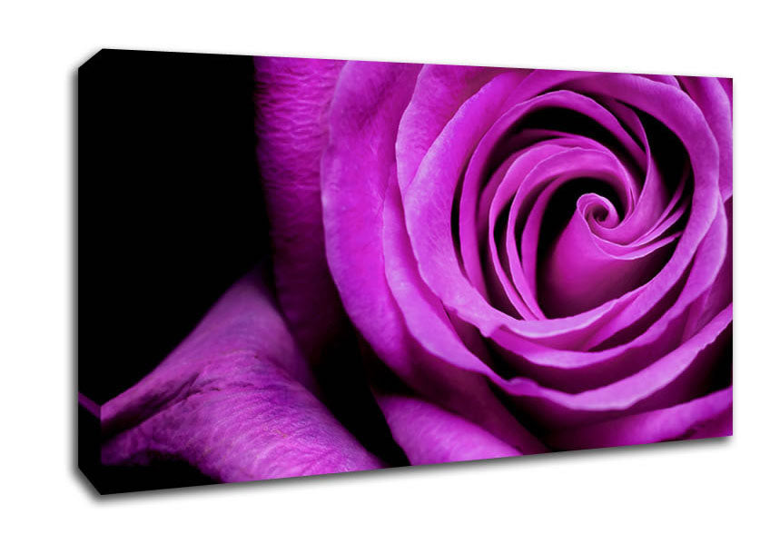 Purple Velvet Rose Canvas Wall Art