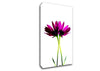 Pink Reflections Canvas Wall Art