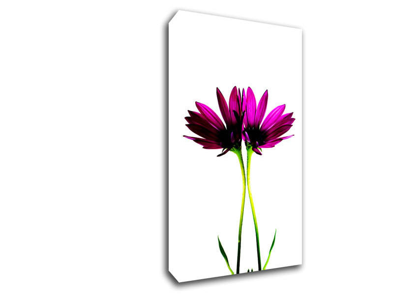 Pink Reflections Canvas Wall Art