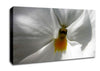Just A Hint Of Yellow Canvas Wall Art