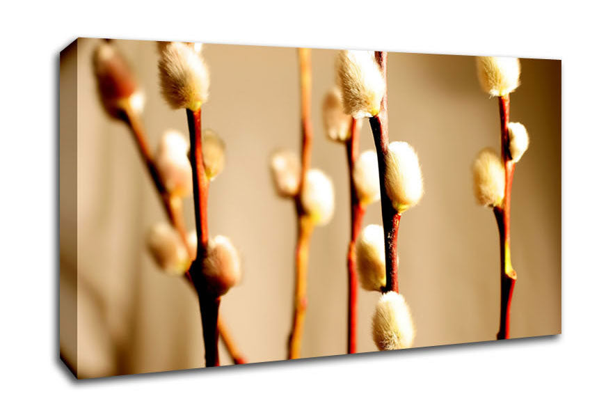 Pussy Willow Canvas Wall Art