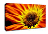 Orange Petal Daisy Canvas Wall Art