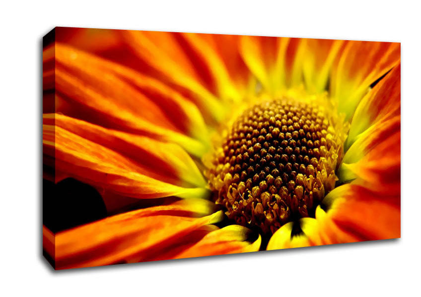 Orange Petal Daisy Canvas Wall Art