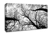 Pecan Grove Black And White Canvas Wall Art
