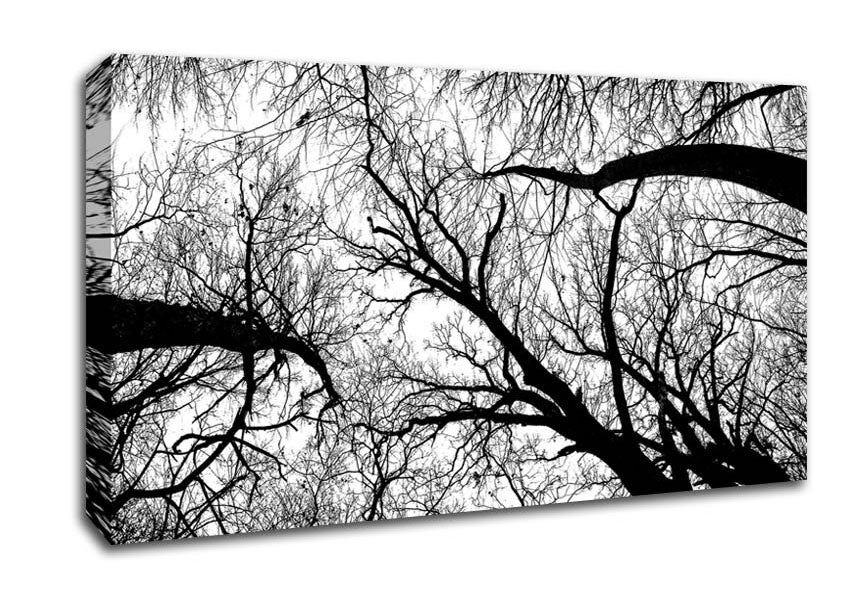 Pecan Grove Black And White Canvas Wall Art