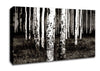 Mountains Quakies Forest Canvas Wall Art