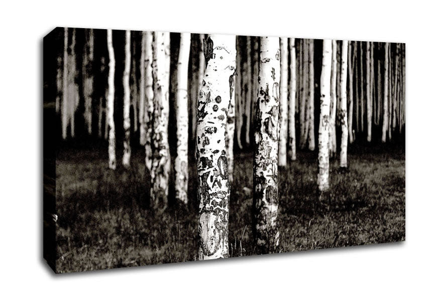Mountains Quakies Forest Canvas Wall Art