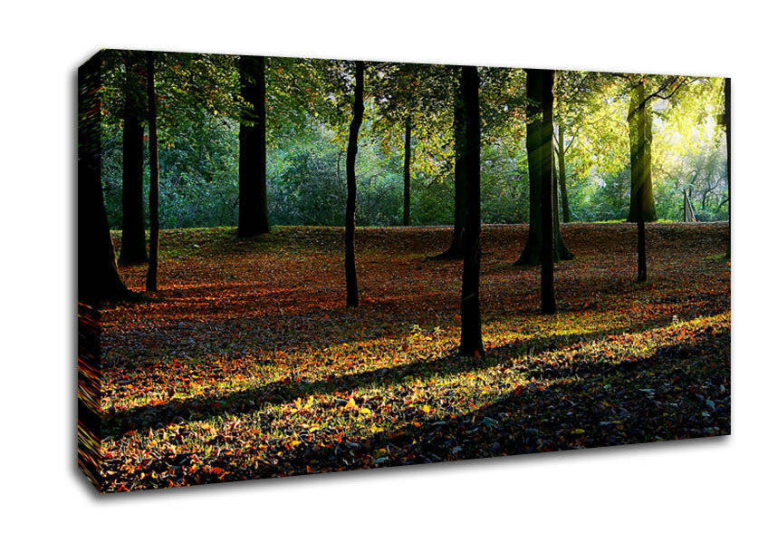 Autumn Light Canvas Wall Art