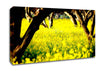 Orchard Sun Beam Canvas Wall Art