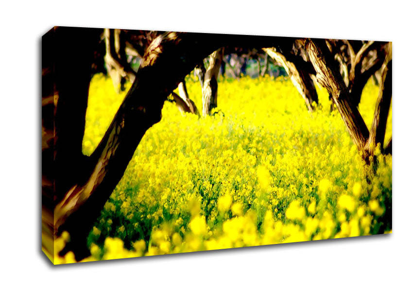 Orchard Sun Beam Canvas Wall Art