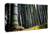 Huge Bamboo Forest Canvas Wall Art