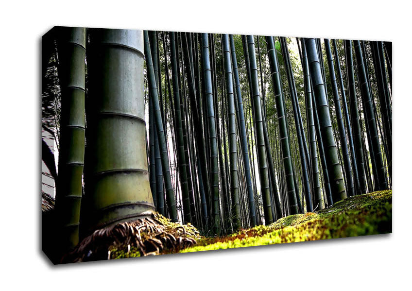 Huge Bamboo Forest Canvas Wall Art