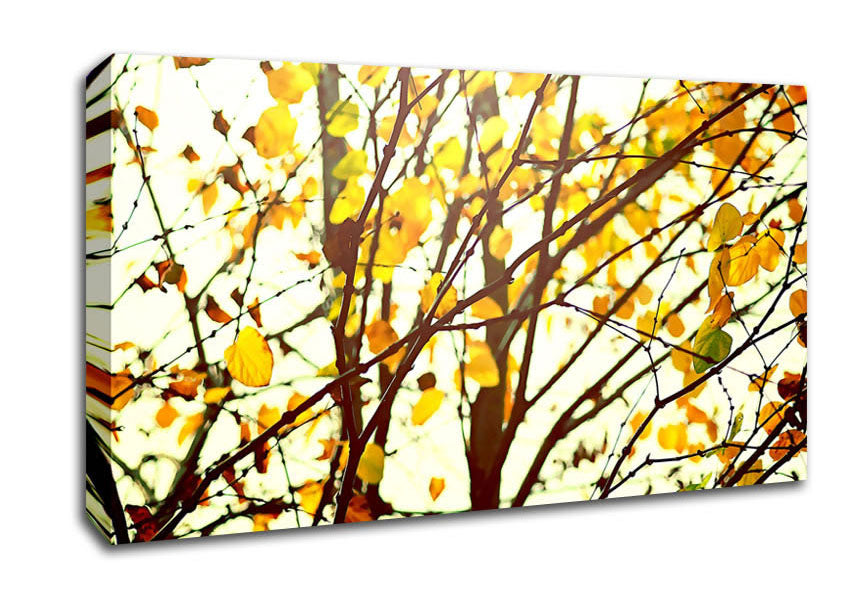 Light In The Forest Canvas Wall Art