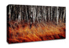Just Before The Forest Canvas Wall Art