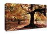 In The Depths Of The Old Forest Canvas Wall Art