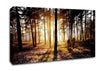 Pink Forest Beams Canvas Wall Art