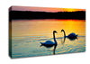 Lake Swans Canvas Wall Art