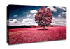 Pink Field Canvas Wall Art