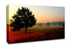 Autumn Sunrise Tree In The Mist Canvas Wall Art