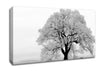 Blossomed Tree Canvas Wall Art