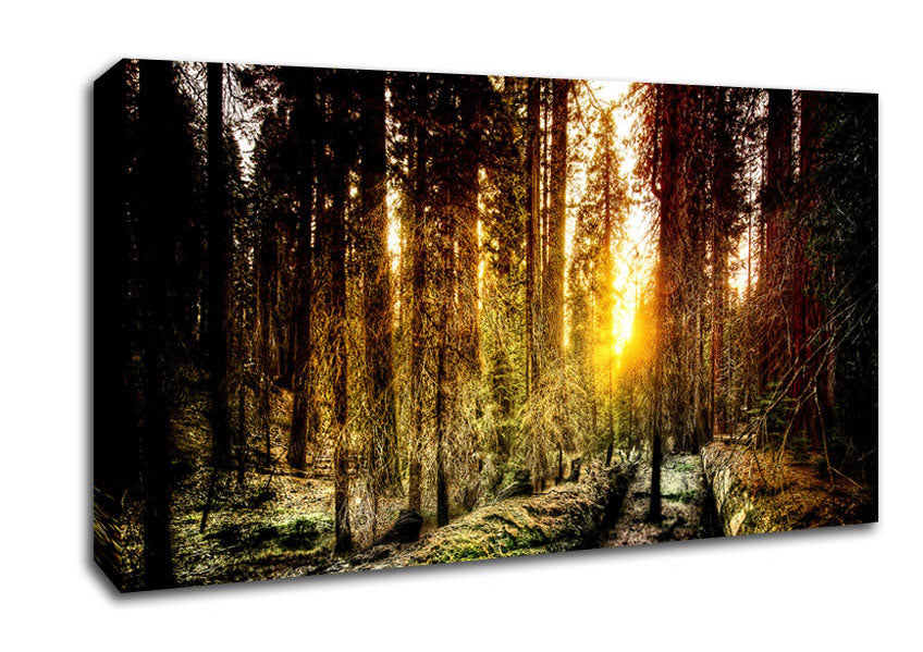 Old Forest In Yosemite Canvas Wall Art