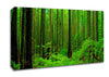 Nothing But Trees Canvas Wall Art