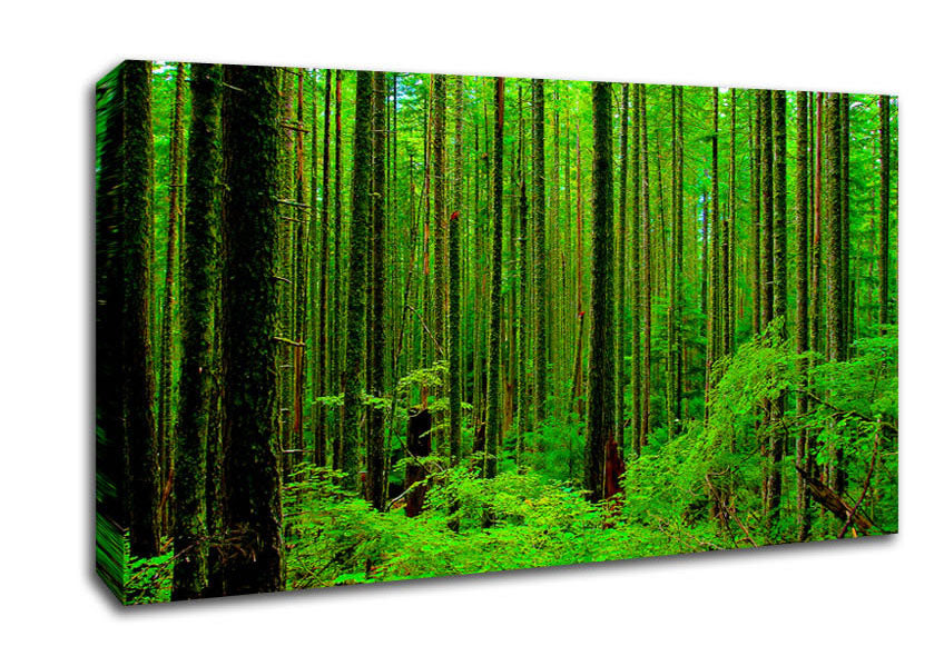 Nothing But Trees Canvas Wall Art
