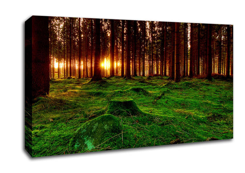 Beyond The Trees Canvas Wall Art