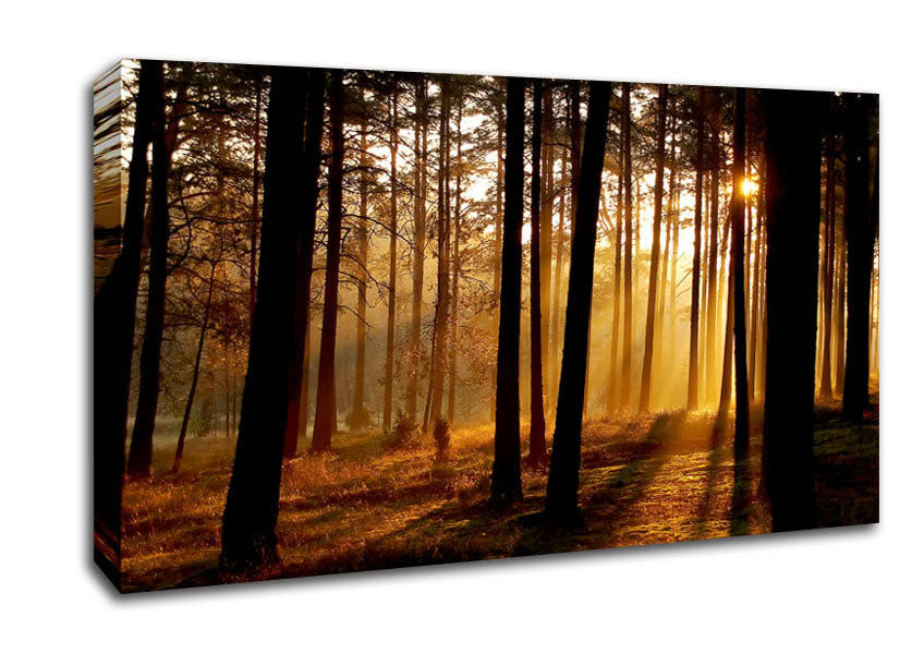 Morning Woodland Sun Mist Canvas Wall Art