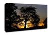 Morning Sun Trees Canvas Wall Art